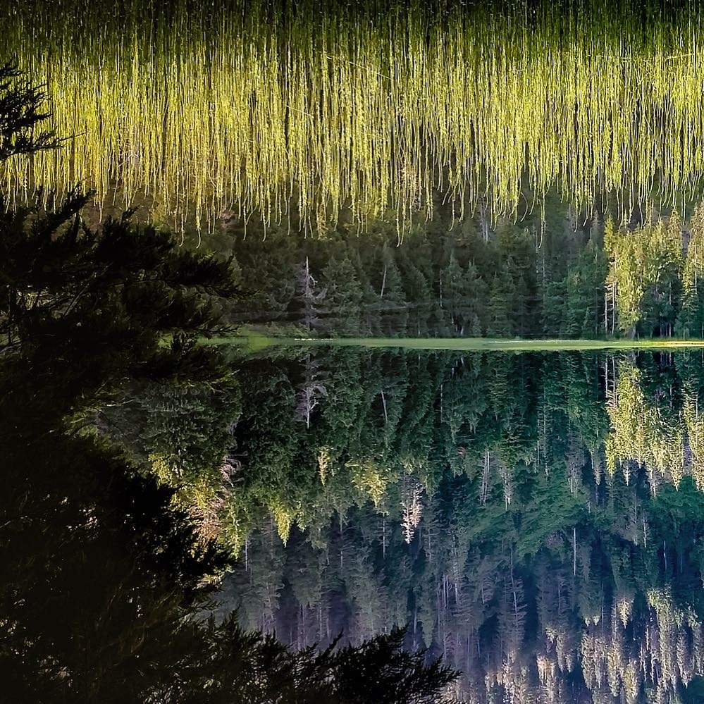 Reflection on the water of the tree surrounding Bear Lake in Bothell, Washington.