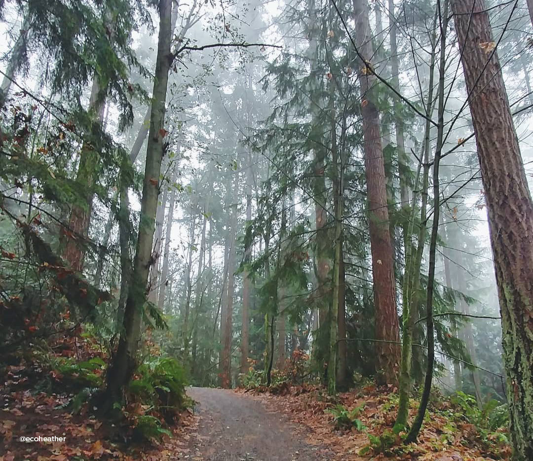 Hiking path surrounded by trees at Saint Edward's State Park near Bothell, Washington.