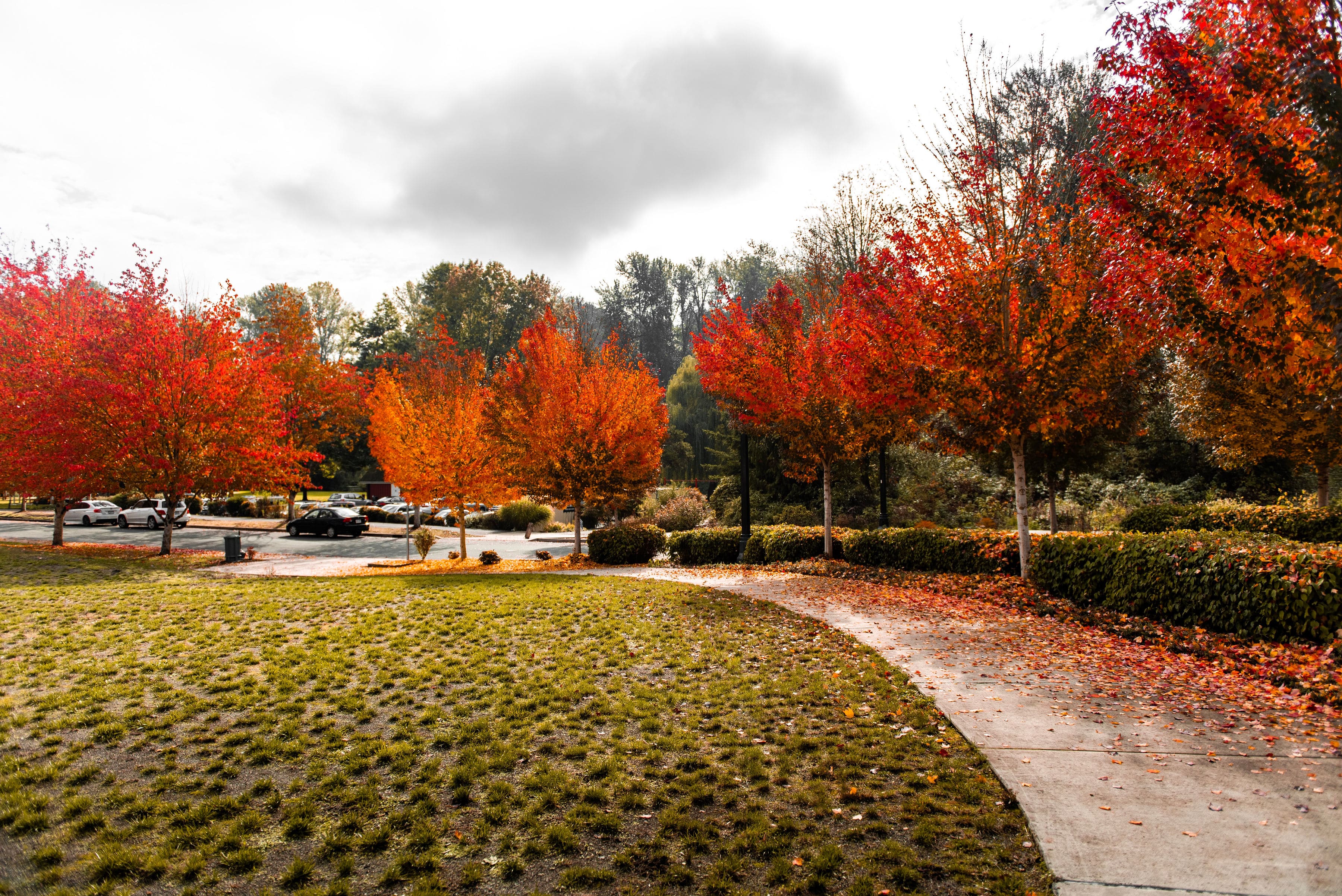 Fall foliage in Bothell.