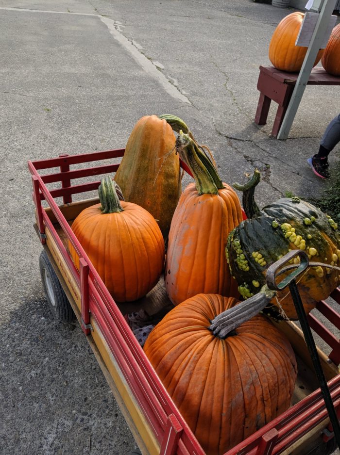 Pumpkins in a wagon at Craven Farm
