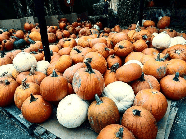 Pumpkins at Yakima Market